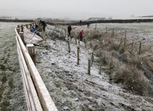 Tree & Hedge Planting