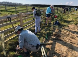 Tree & Hedge Planting