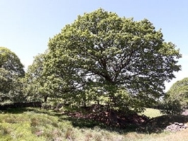 Lumb Beck