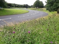 Wildflower Meadow