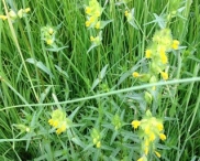 Yellow Rattle