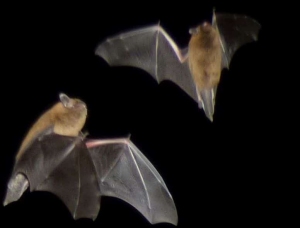 Bats