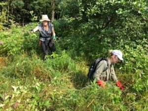 Clearing Beck