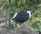 Dipper