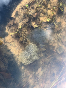 Frog Spawn
