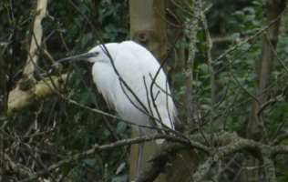 Little Egret