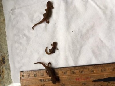 Newts