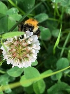 Pollinators